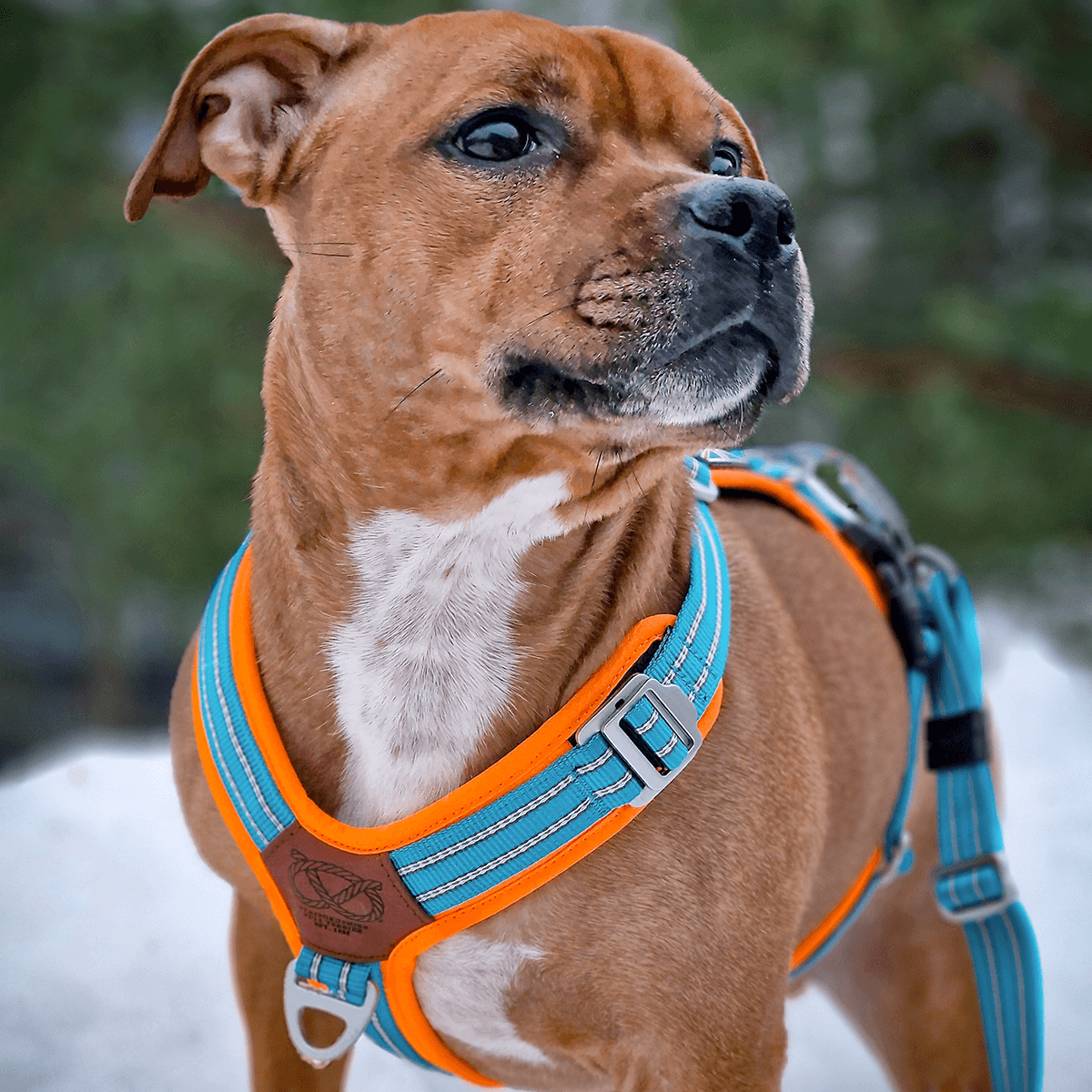 Staffordshire Bull Terrier 1935® Nylon Harness & Leash Set