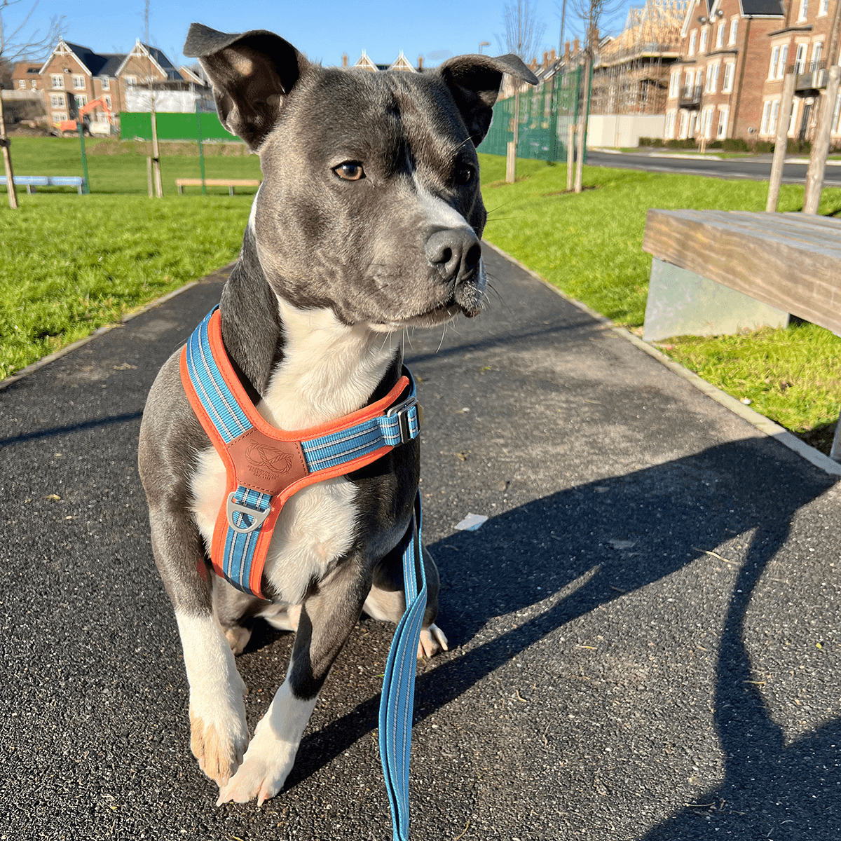 Staffordshire Bull Terrier 1935® Nylon Harness & Leash Set