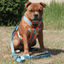 Staffordshire Bull Terrier 1935® Harness & Leash Set - Alvin Edition - Aqua & Neon Orange