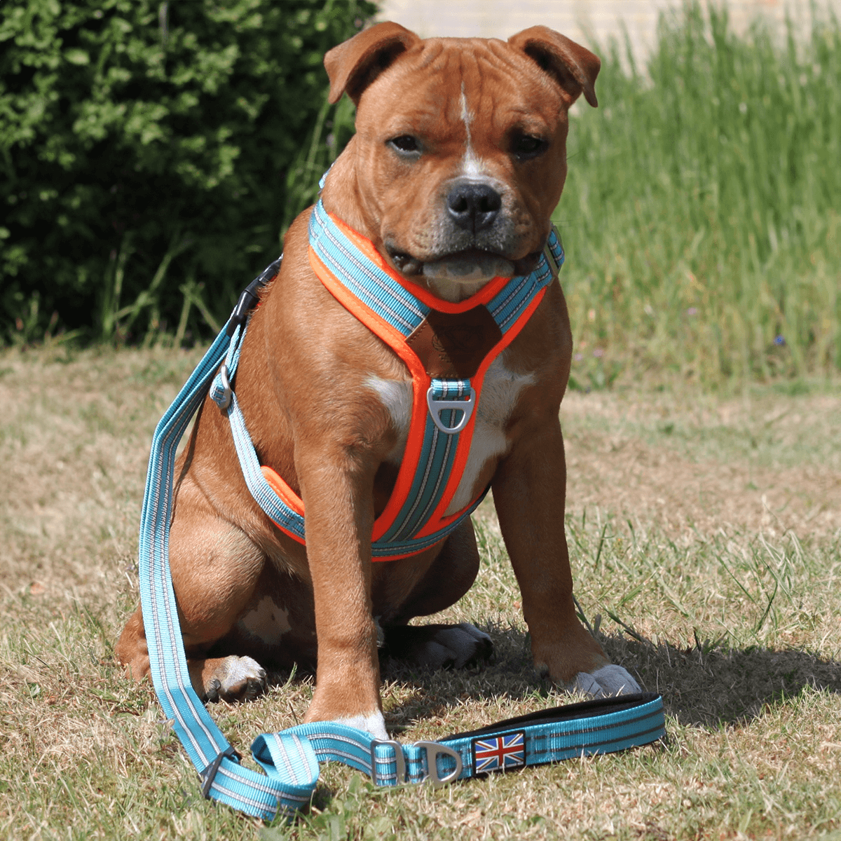 Staffordshire Bull Terrier 1935® Harnais et Laisse - Édition Alvin - Aqua et Orange Fluo