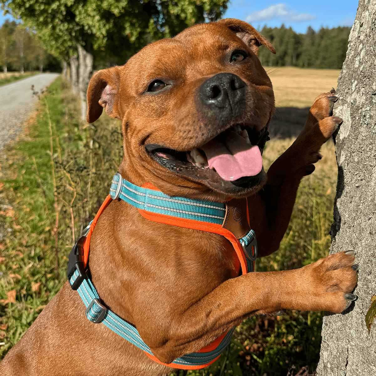 Staffordshire Bull Terrier 1935® Harnais et Laisse - Édition Alvin - Aqua et Orange Fluo