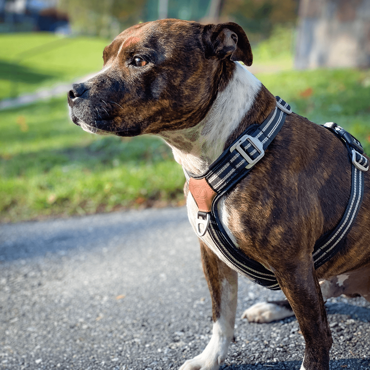 Staffordshire Bull Terrier 1935® Nylon Harness & Leash Set