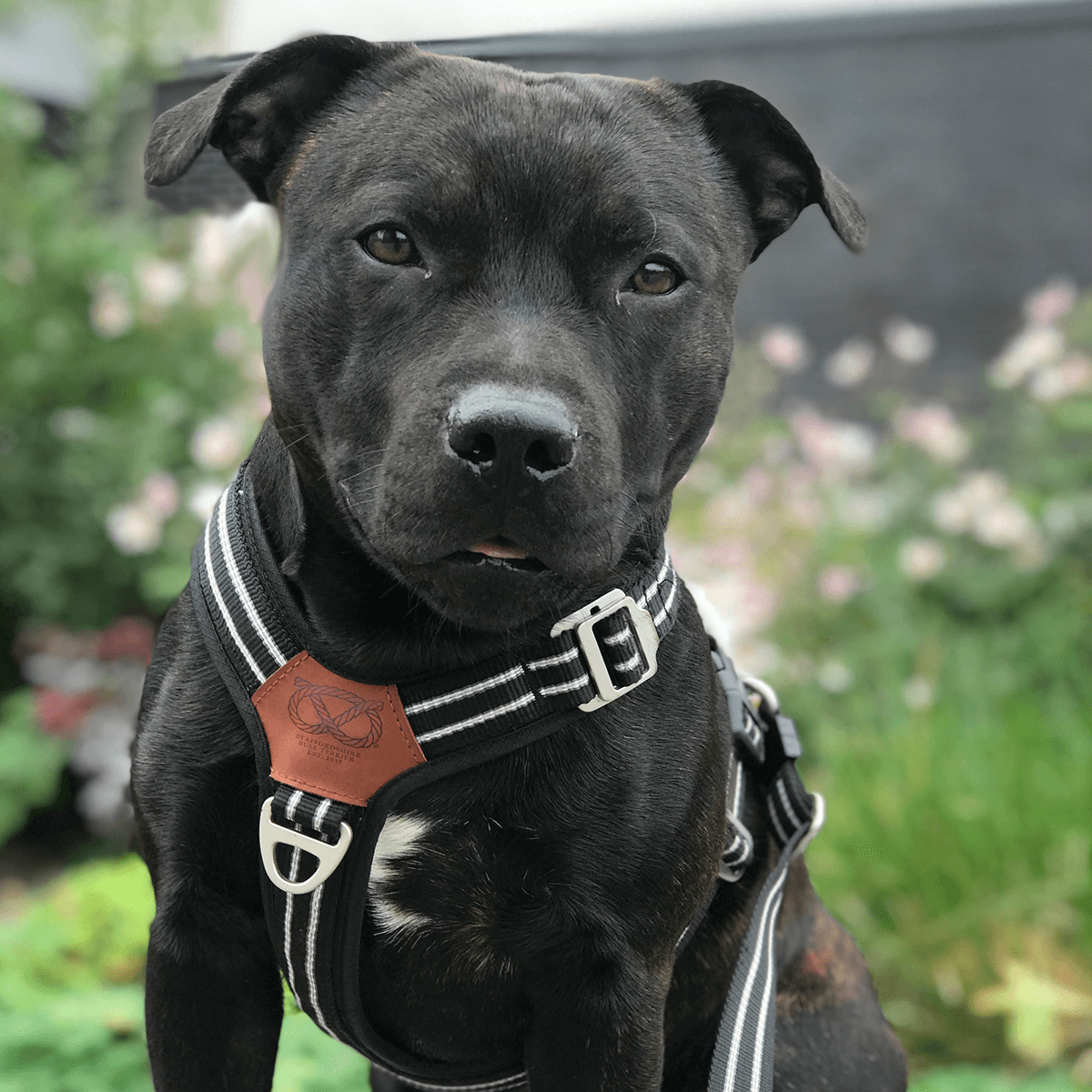 Staffordshire Bull Terrier 1935® Nylon Harness & Leash Set