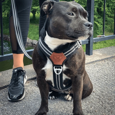 Staffordshire Bull Terrier 1935® Nylon Harness & Leash Set