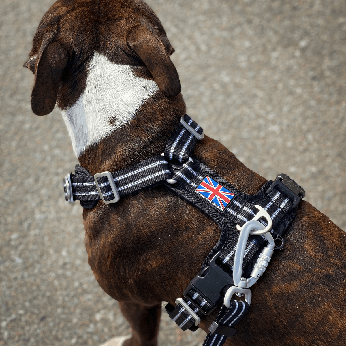 Staffordshire Bull Terrier 1935® Nylon Harness & Leash Set