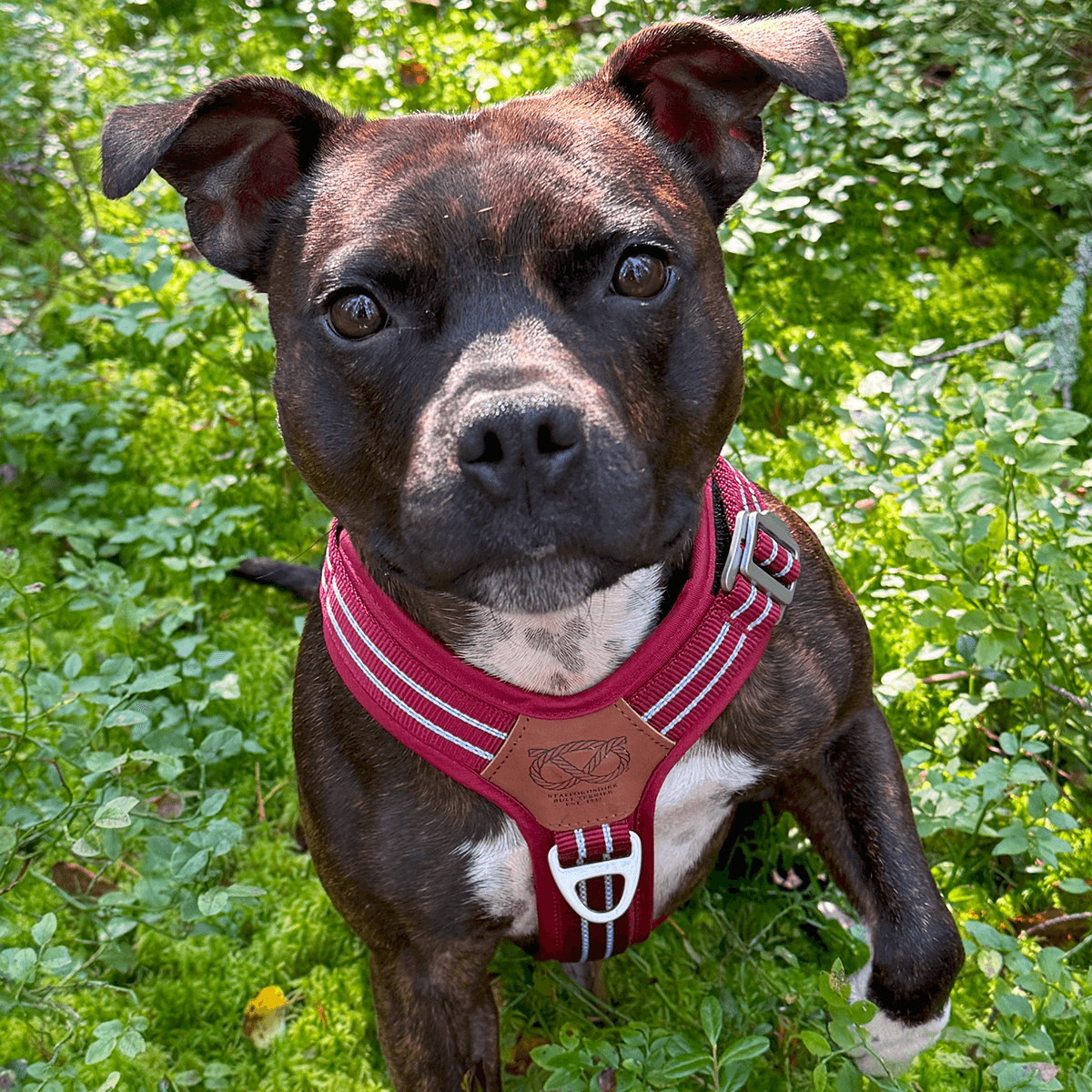 Staffordshire Bull Terrier Harness