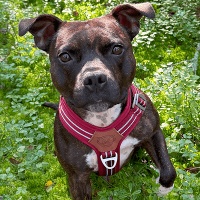 Staffordshire Bull Terrier Harness