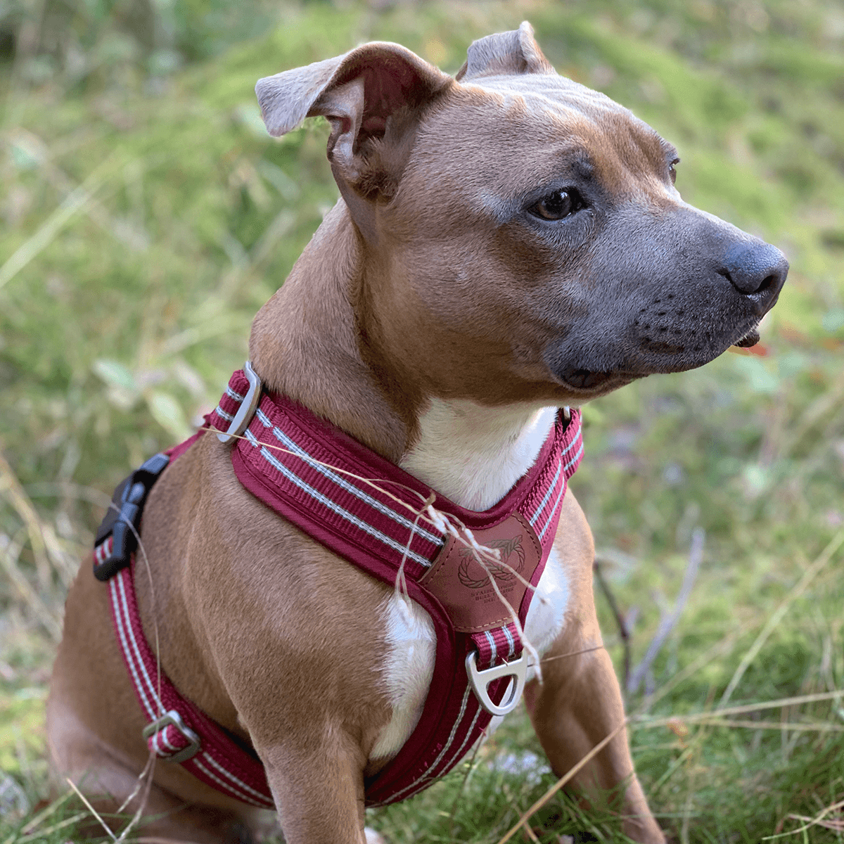 Harness Staffordshire Bull Terrier 1935®