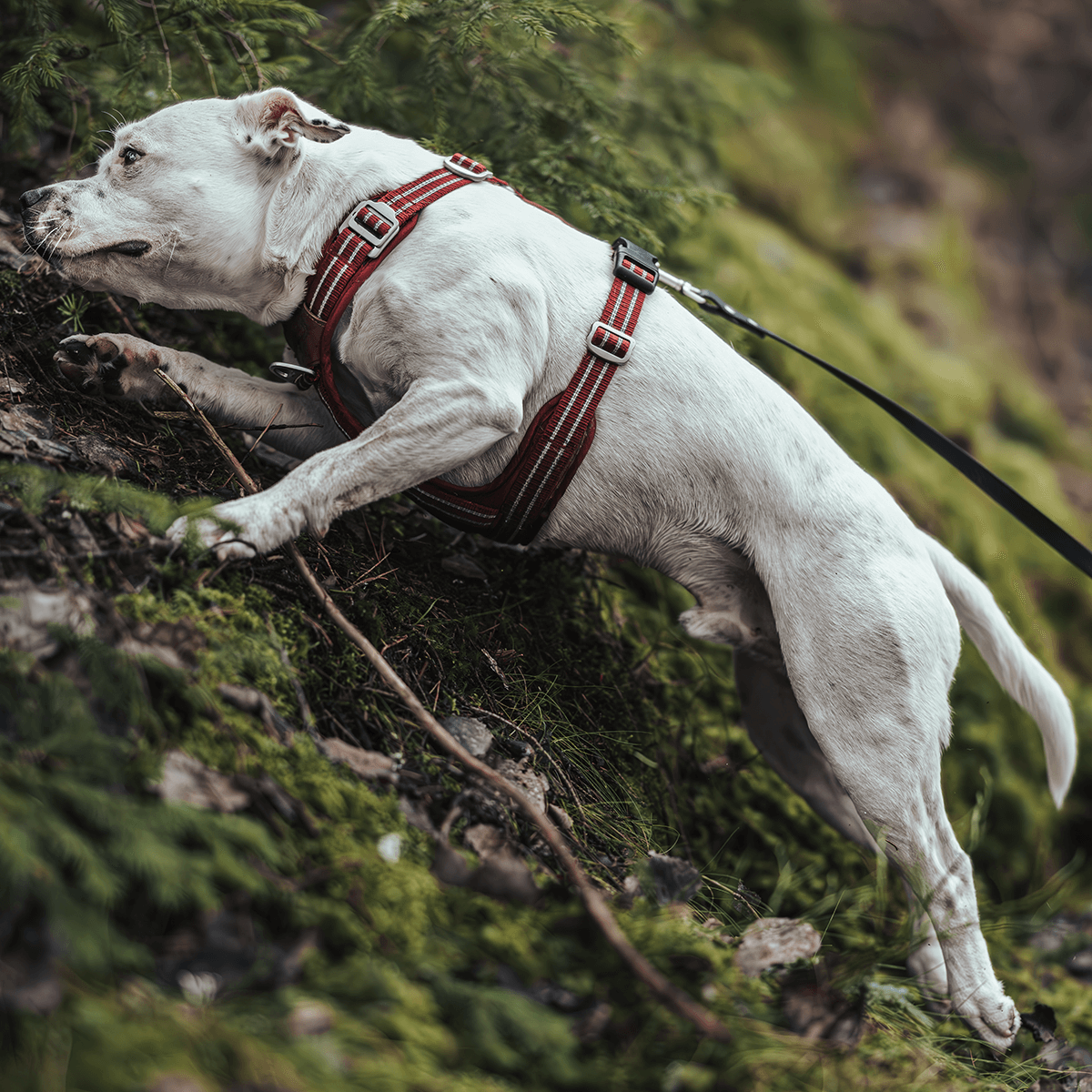 Harness Staffordshire Bull Terrier 1935®