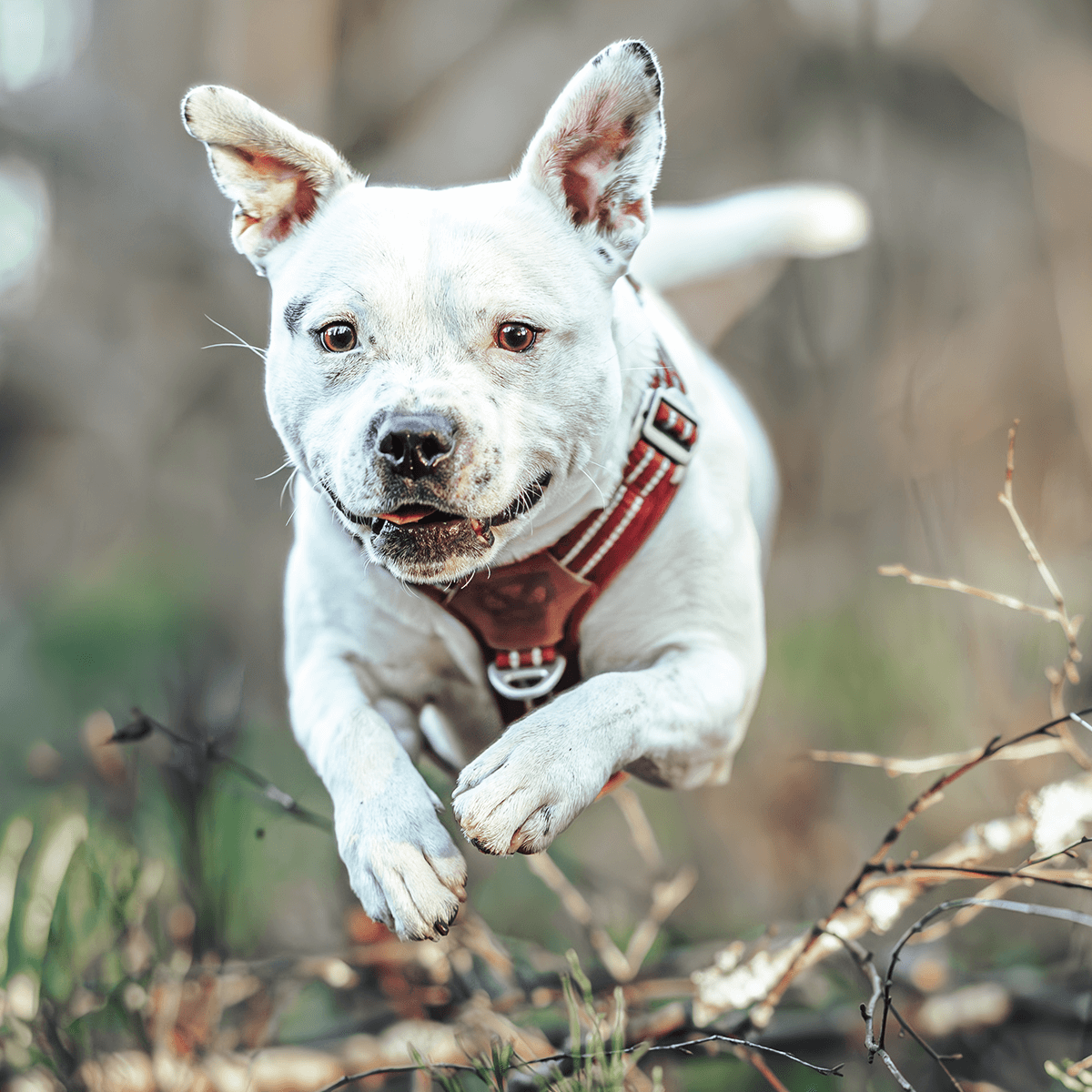 Harness Staffordshire Bull Terrier 1935®