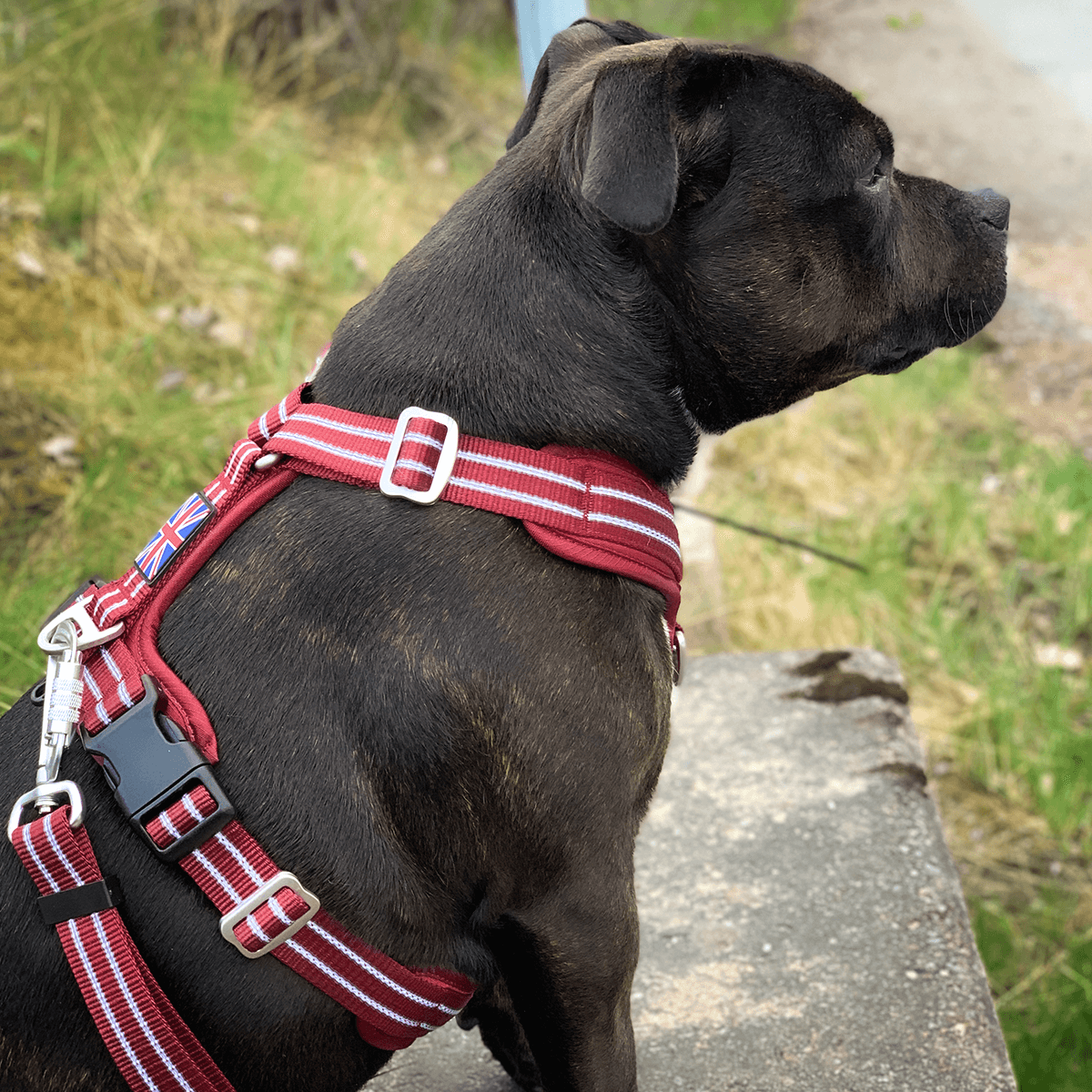 Harness Staffordshire Bull Terrier 1935®