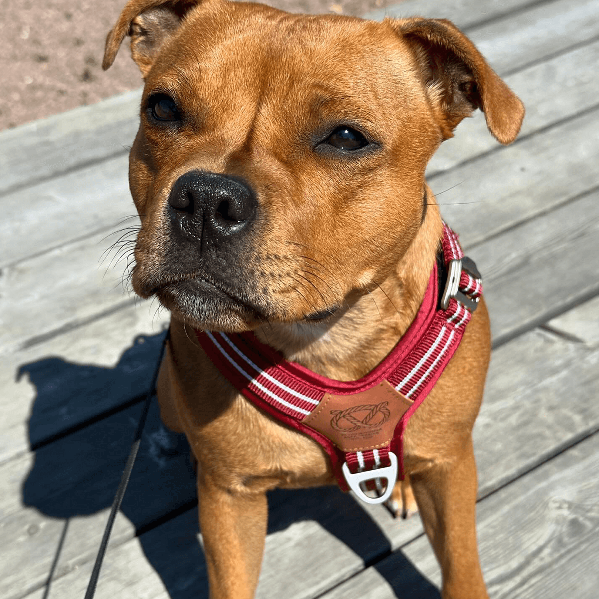 Harness Staffordshire Bull Terrier 1935®