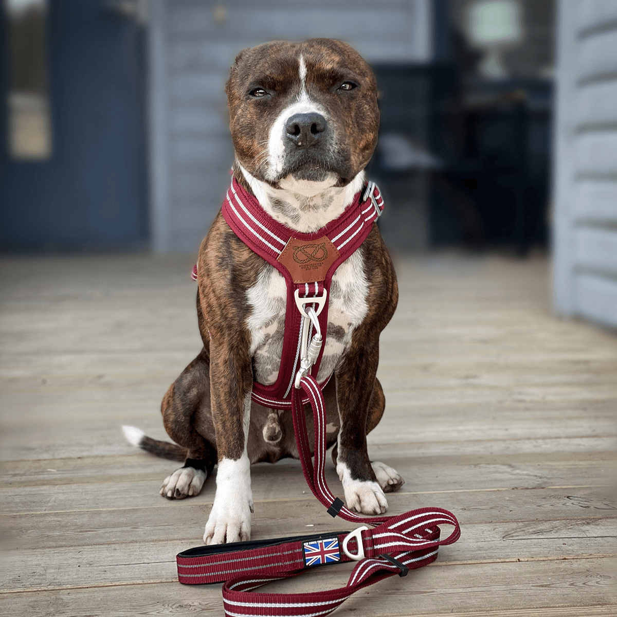 Harness Staffordshire Bull Terrier 1935®