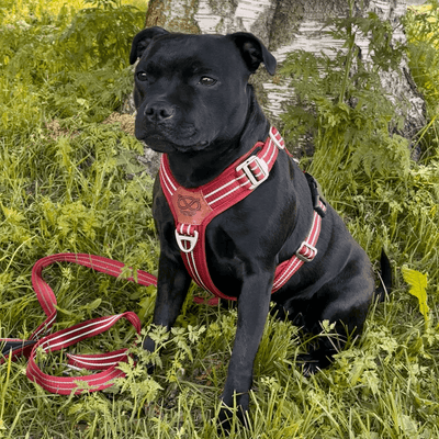 Harness Staffordshire Bull Terrier 1935®