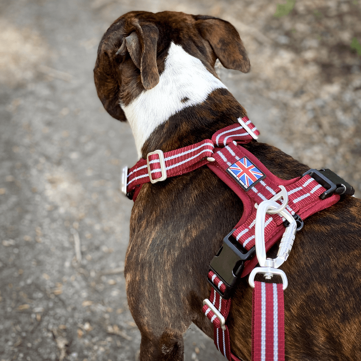 Harness Staffordshire Bull Terrier 1935®