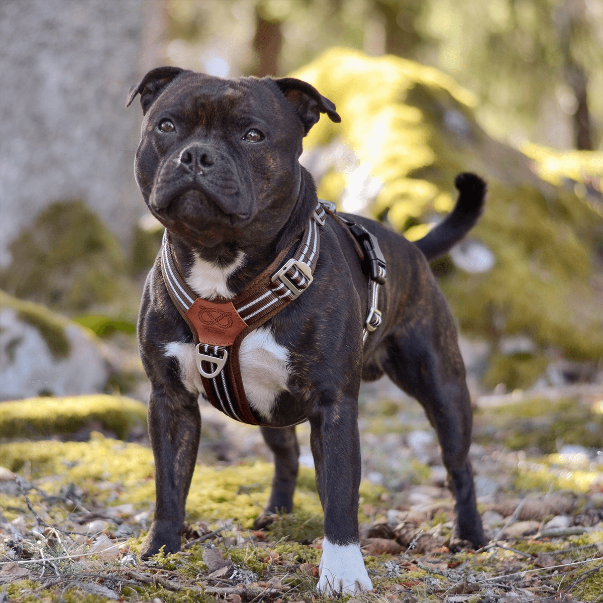 Harness Staffordshire Bull Terrier 1935®