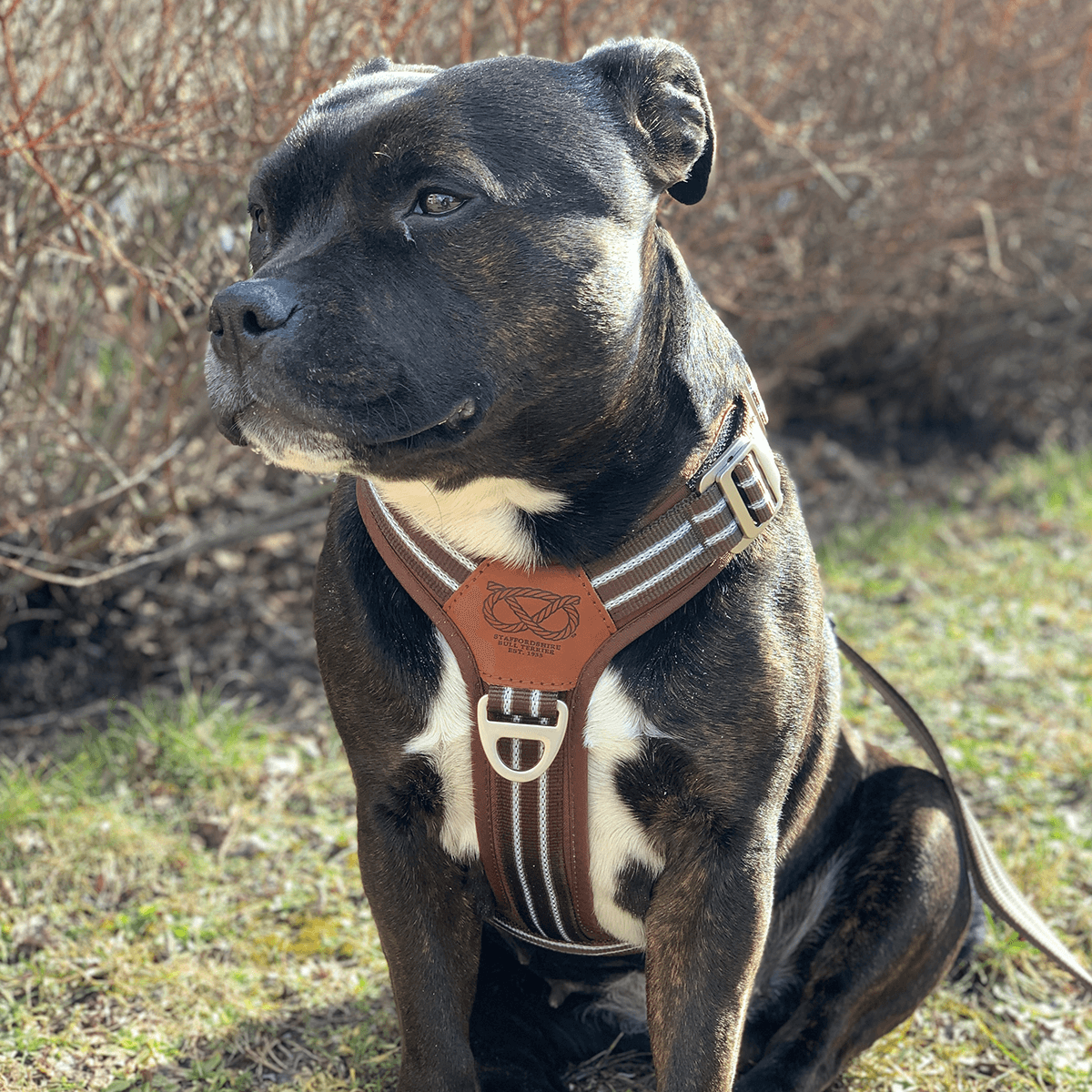 Harness Staffordshire Bull Terrier 1935®