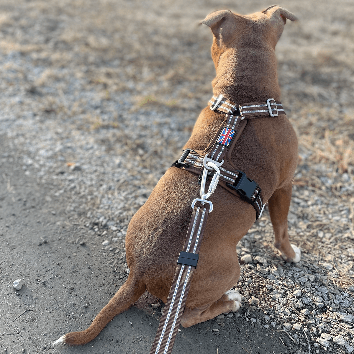 Harness Staffordshire Bull Terrier 1935®