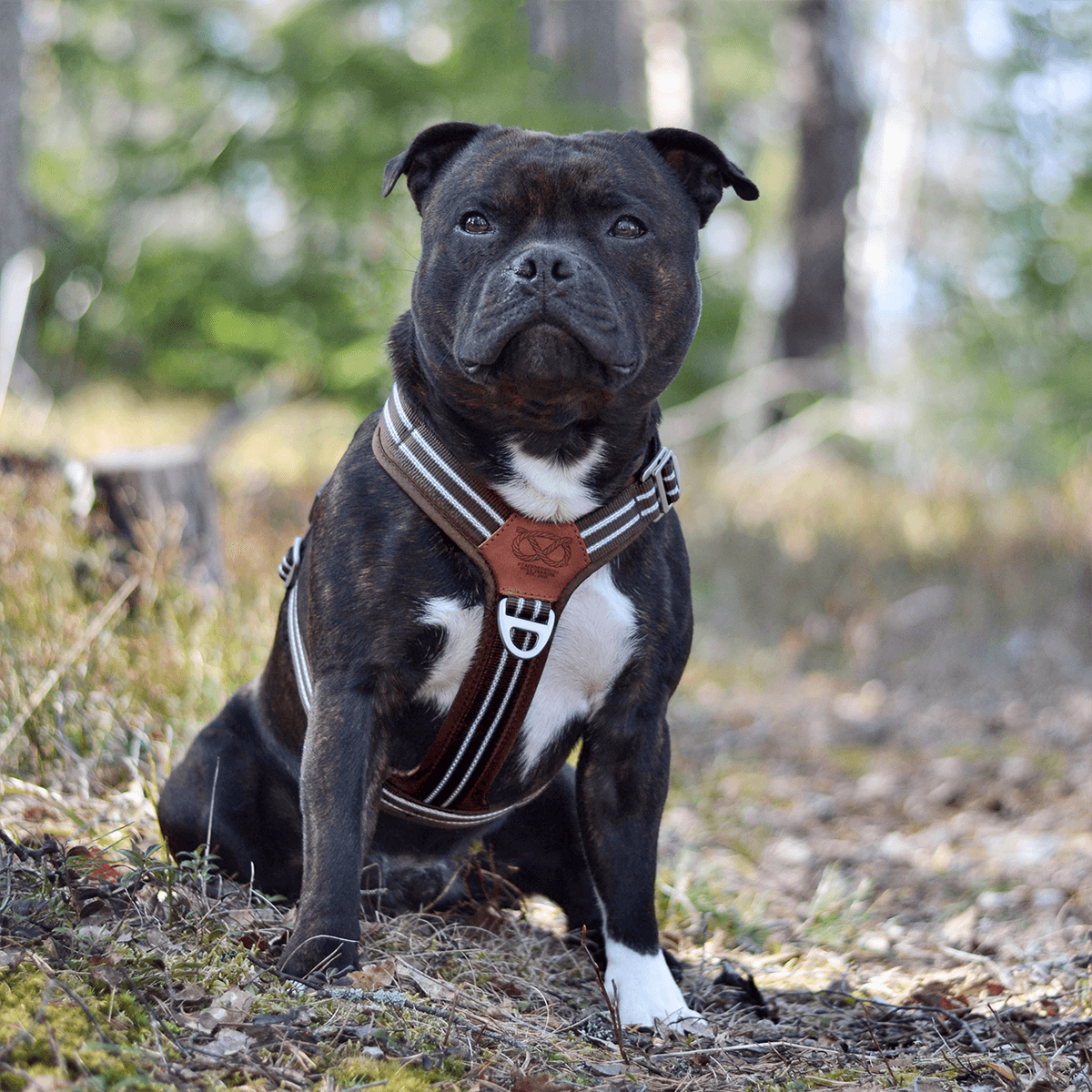 Harness Staffordshire Bull Terrier 1935®