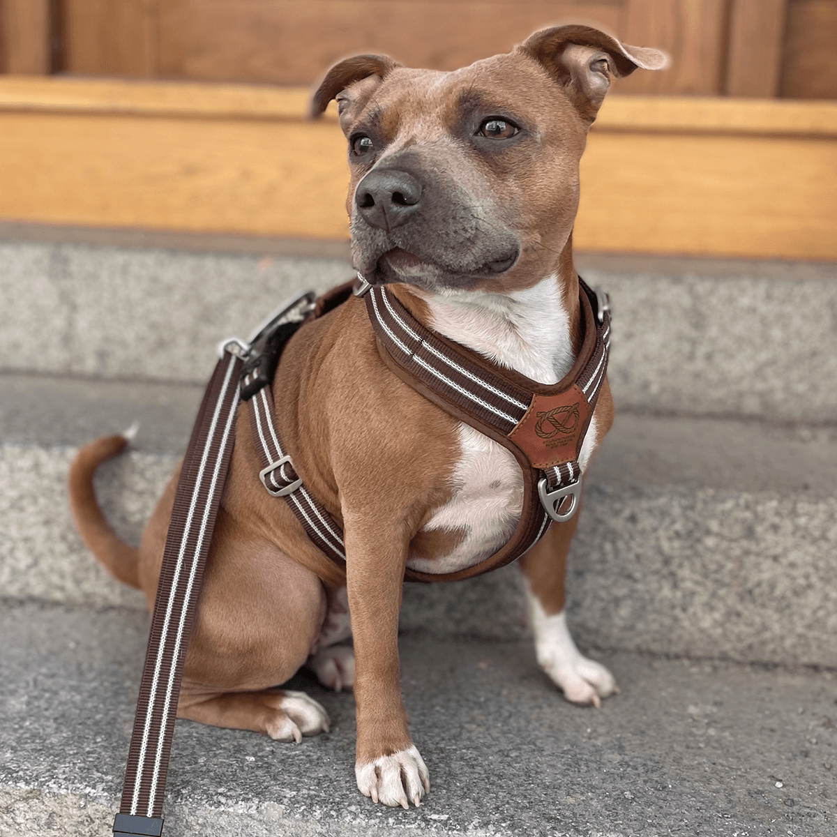 Harness Staffordshire Bull Terrier 1935®