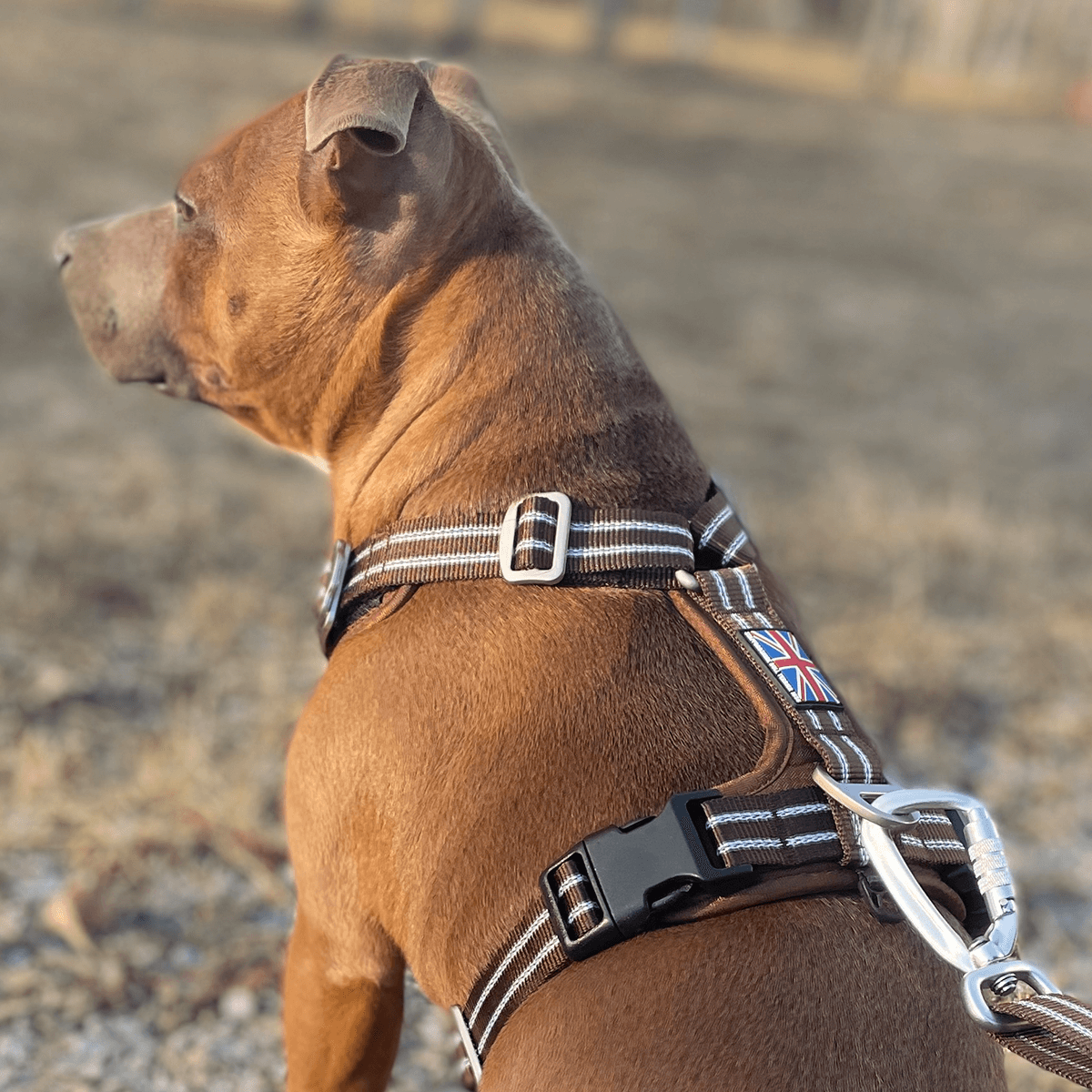 Harness Staffordshire Bull Terrier 1935®