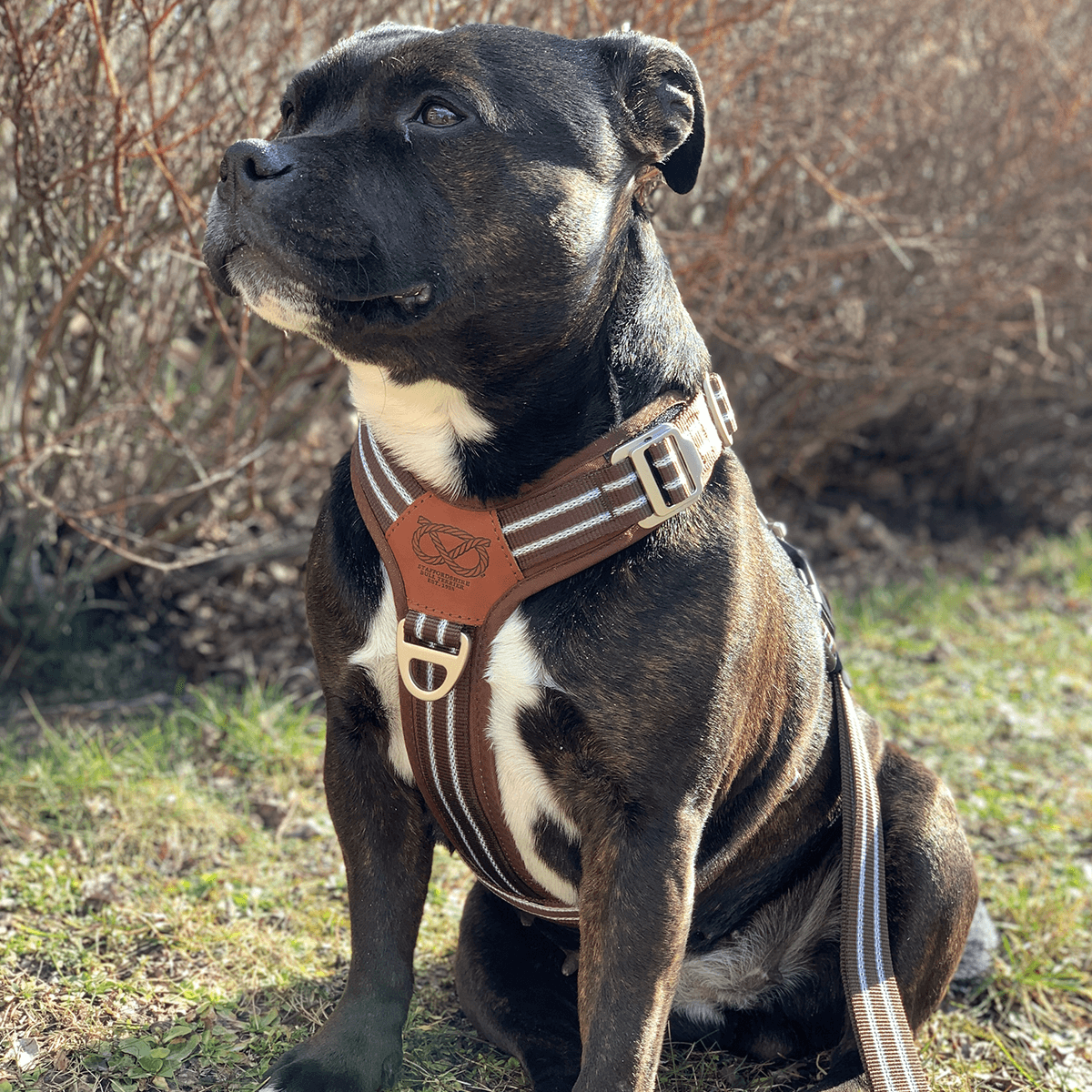 Harness Staffordshire Bull Terrier 1935®