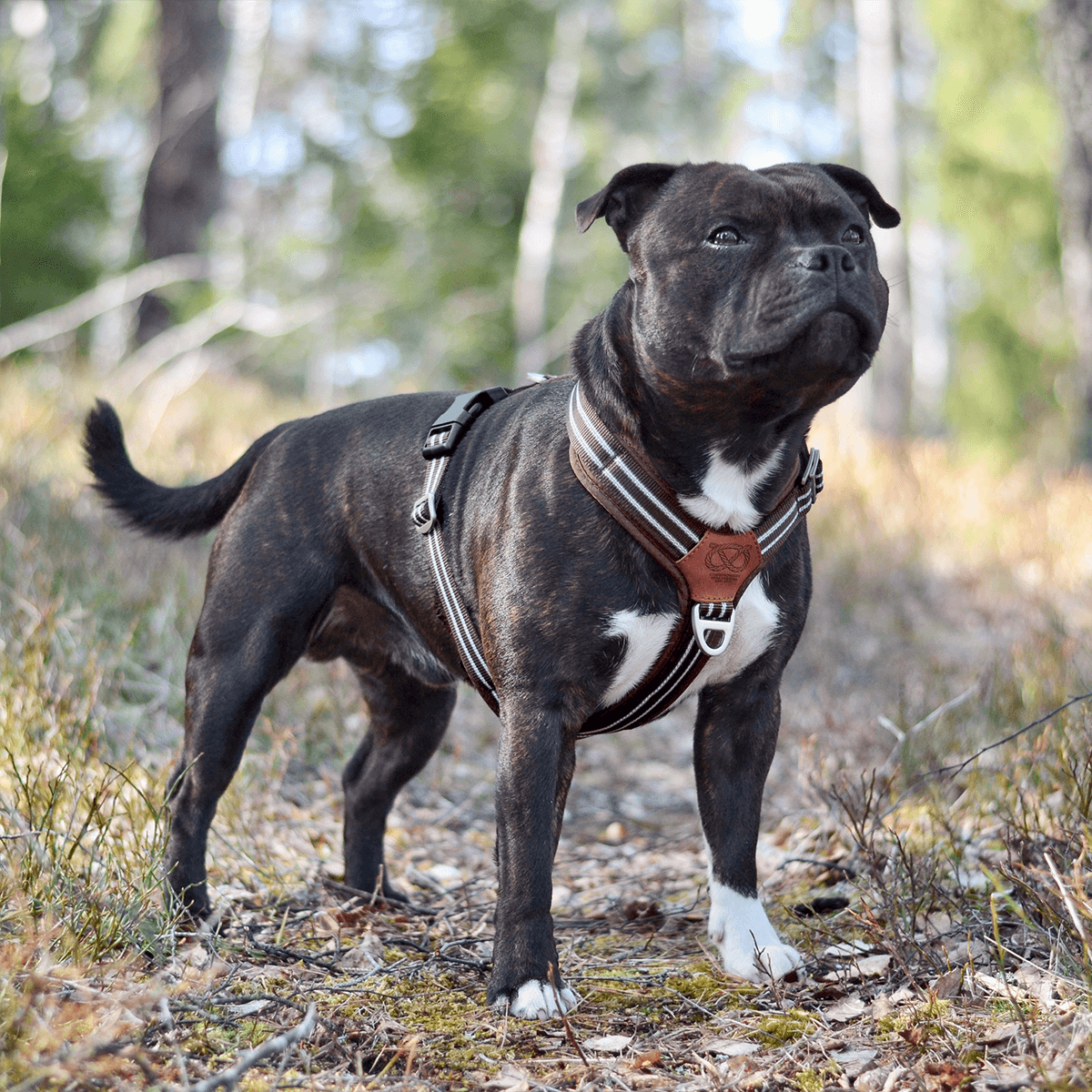 Harness Staffordshire Bull Terrier 1935®