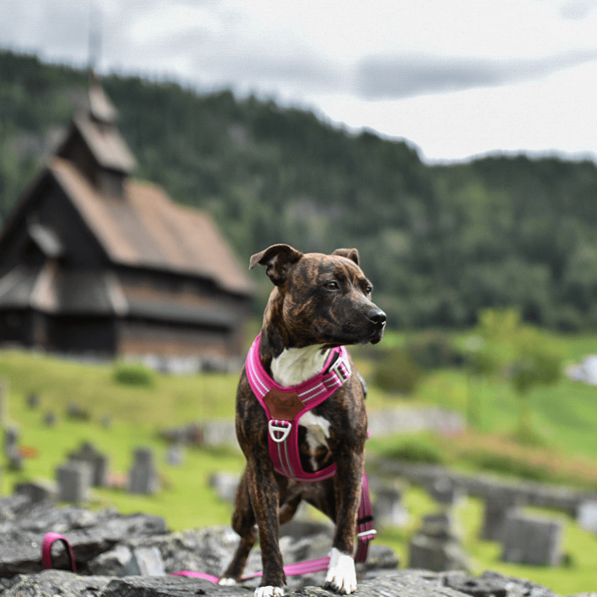 Harness Staffordshire Bull Terrier 1935®