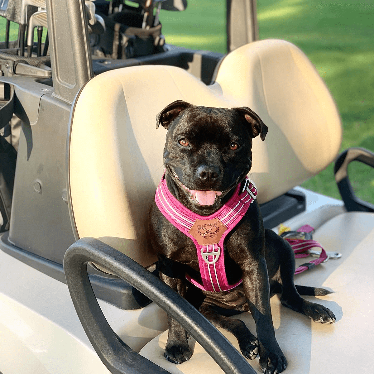 Harness Staffordshire Bull Terrier 1935®