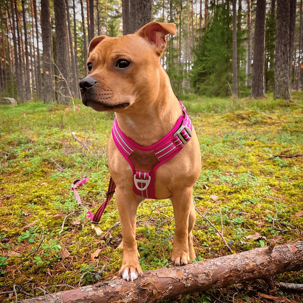 Staffordshire Bull Terrier 1935® Harness & Leash Set - Fuchsia