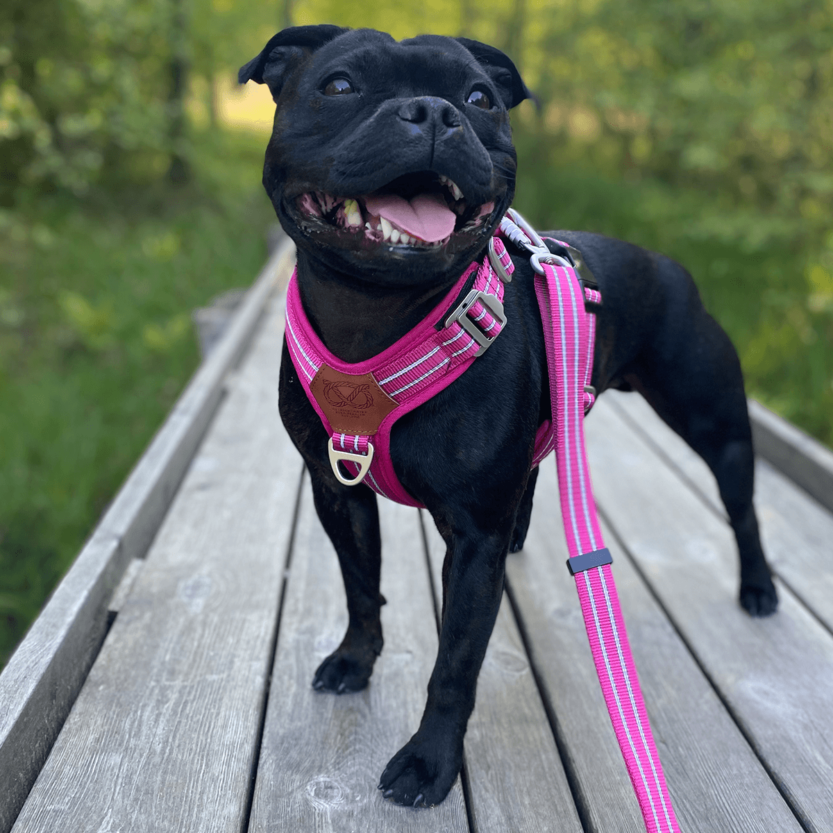 Harness Staffordshire Bull Terrier 1935®