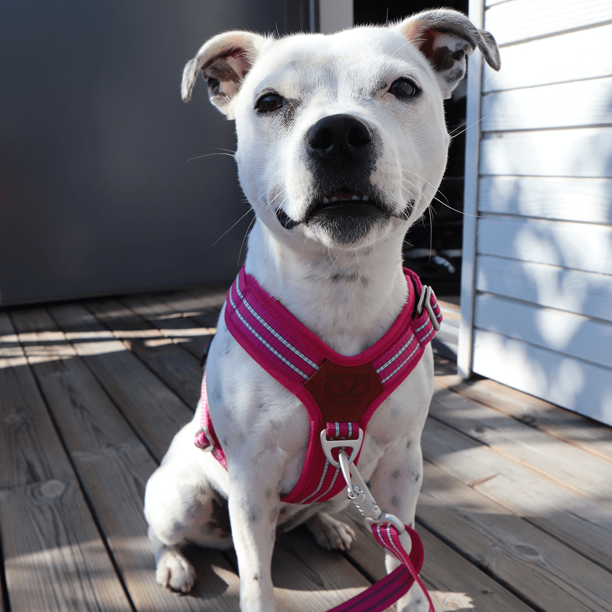 Harness Staffordshire Bull Terrier 1935®