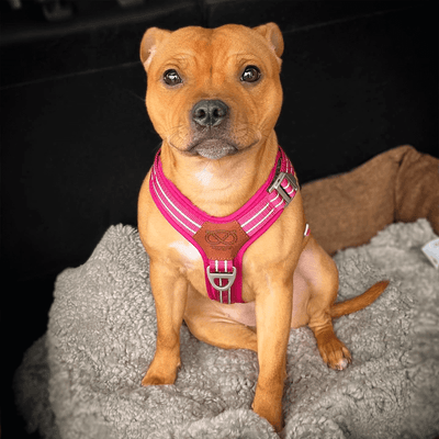 Staffordshire Bull Terrier 1935® Harness & Leash Set - Fuchsia