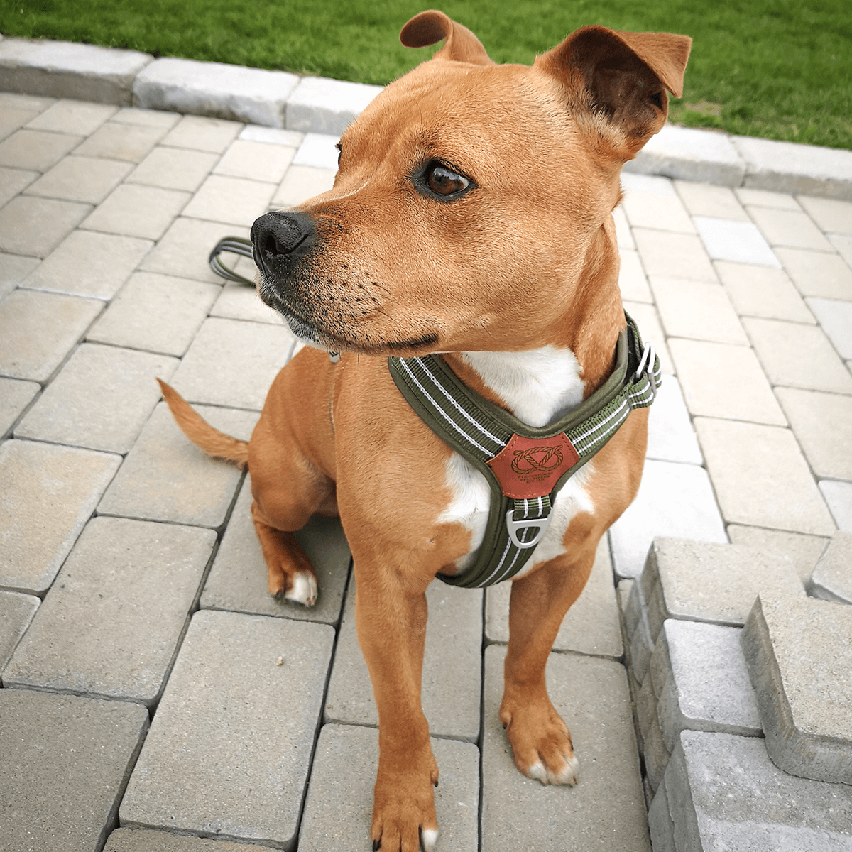 Staffordshire Bull Terrier 1935® Nylon Harness & Leash Set