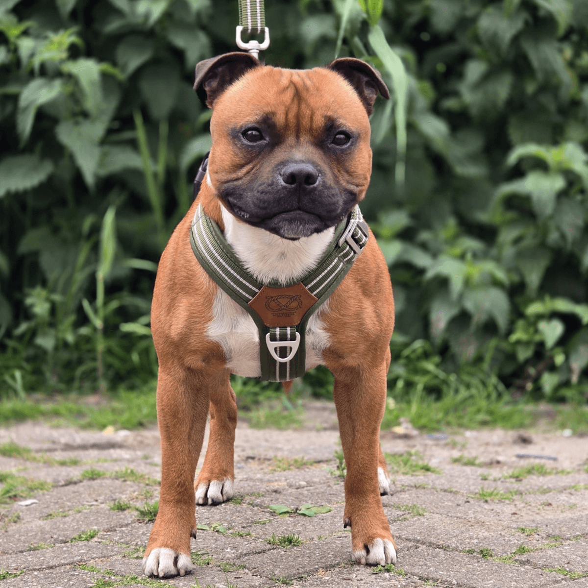 Staffordshire Bull Terrier 1935® Nylon Harness & Leash Set