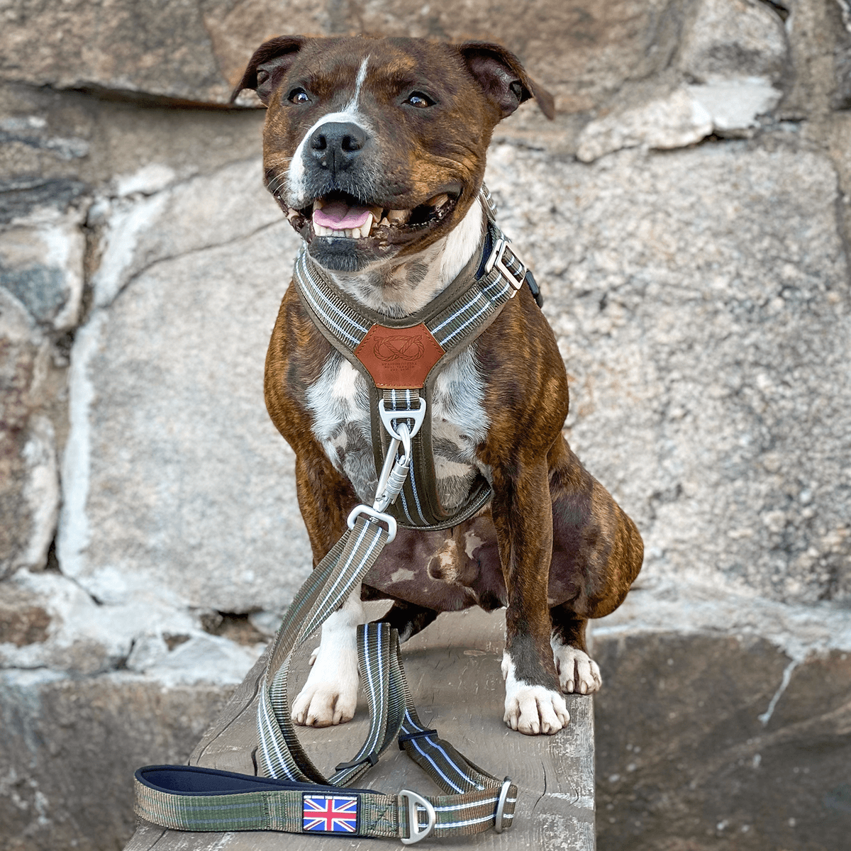 Staffordshire Bull Terrier 1935® Nylon Harness & Leash Set