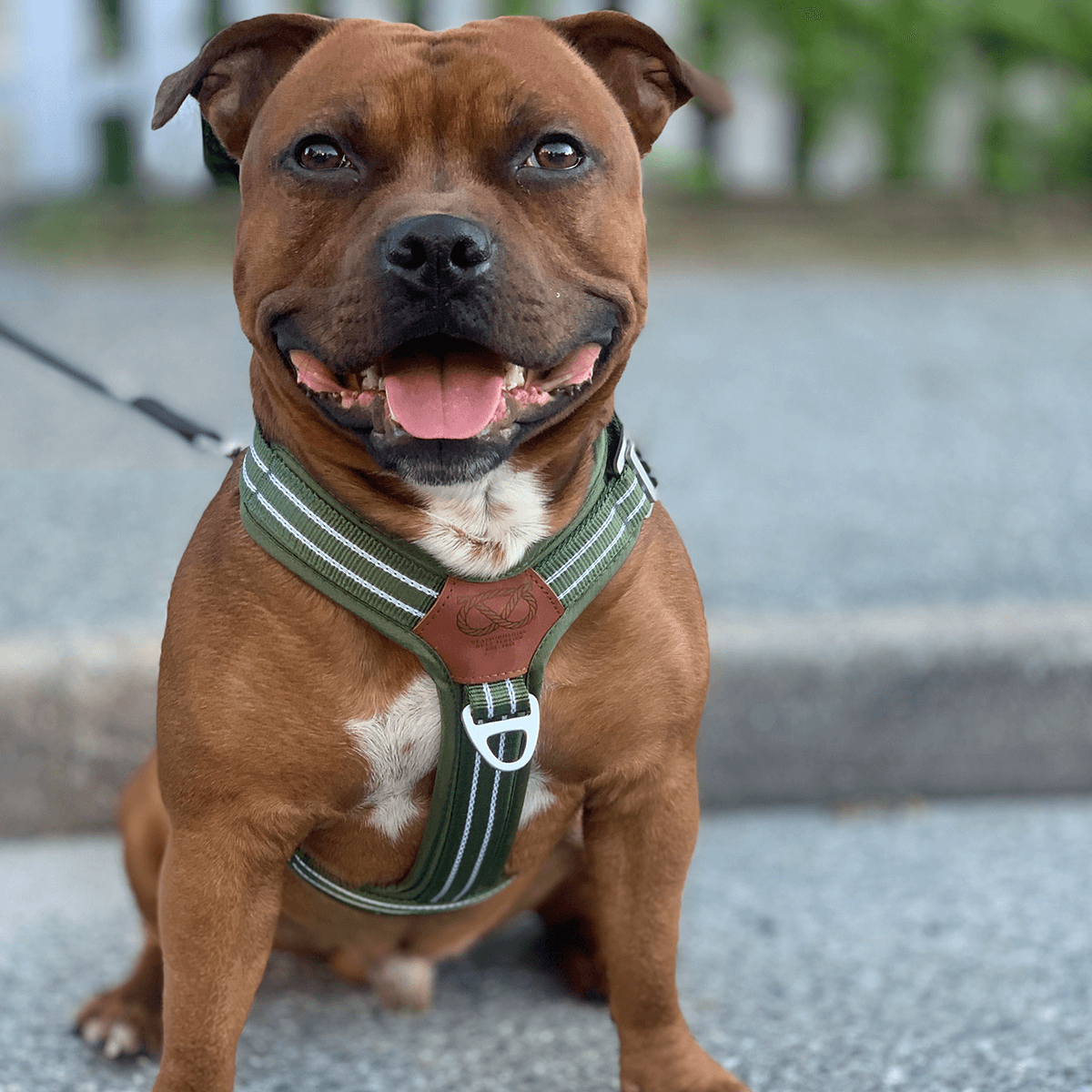 Staffordshire Bull Terrier 1935® Nylon Harness & Leash Set