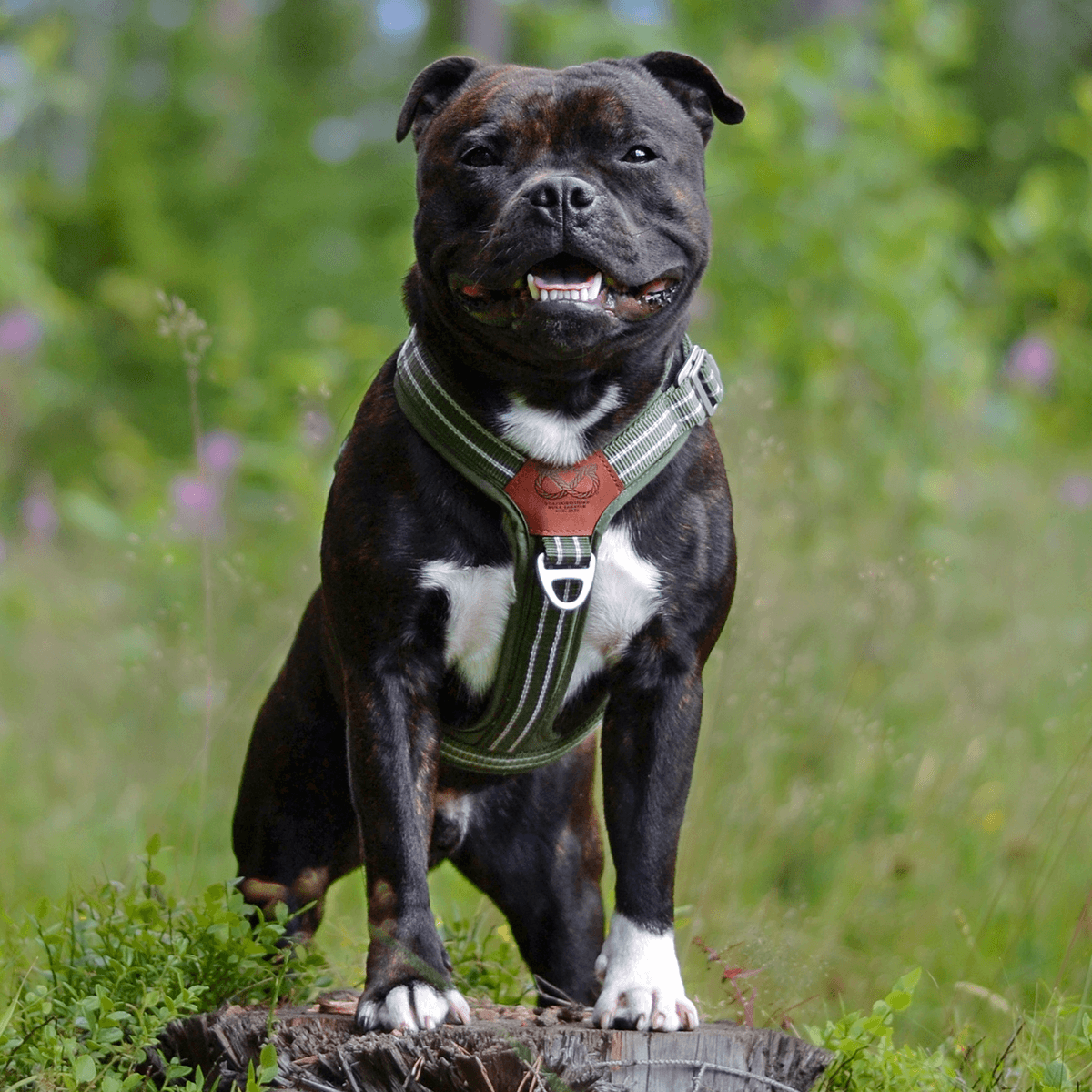 Staffordshire Bull Terrier 1935® Nylon Harness & Leash Set