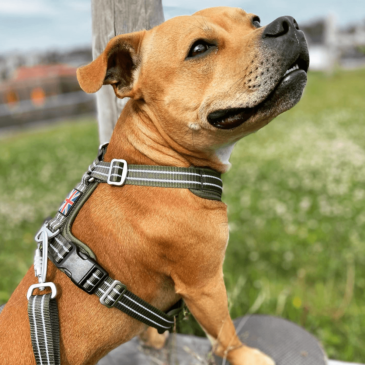 Staffordshire Bull Terrier 1935® Nylon Harness & Leash Set