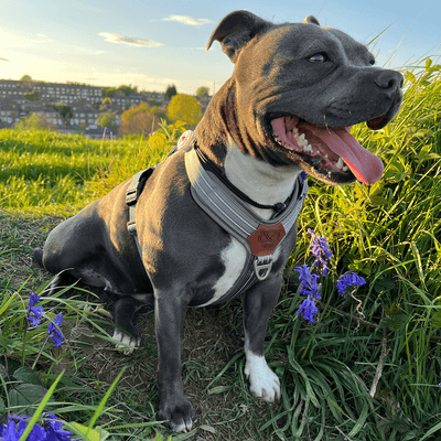 Harness Staffordshire Bull Terrier 1935®