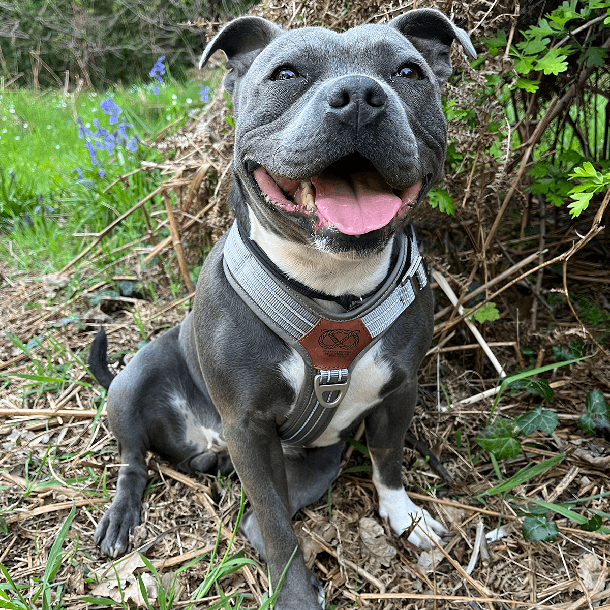 Harness Staffordshire Bull Terrier 1935®