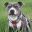 Harness Staffordshire Bull Terrier 1935®