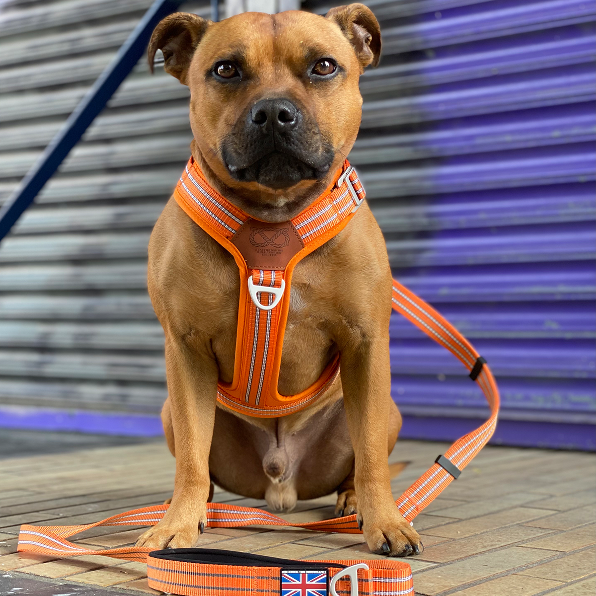 Staffordshire Bull Terrier Harness Orange