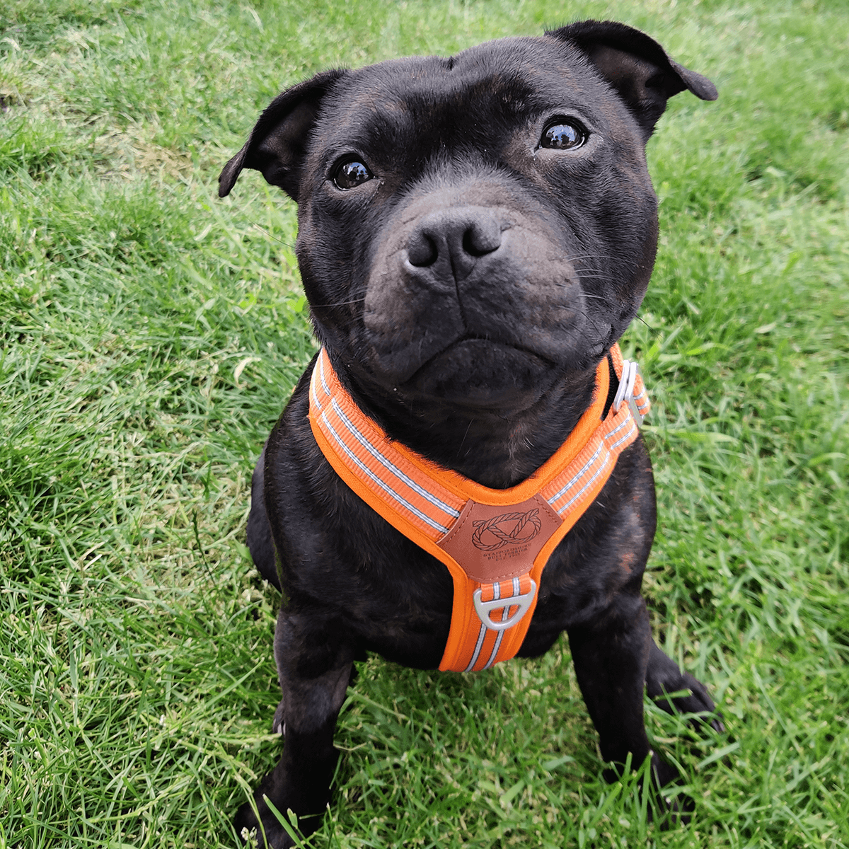 Harness Staffordshire Bull Terrier 1935®