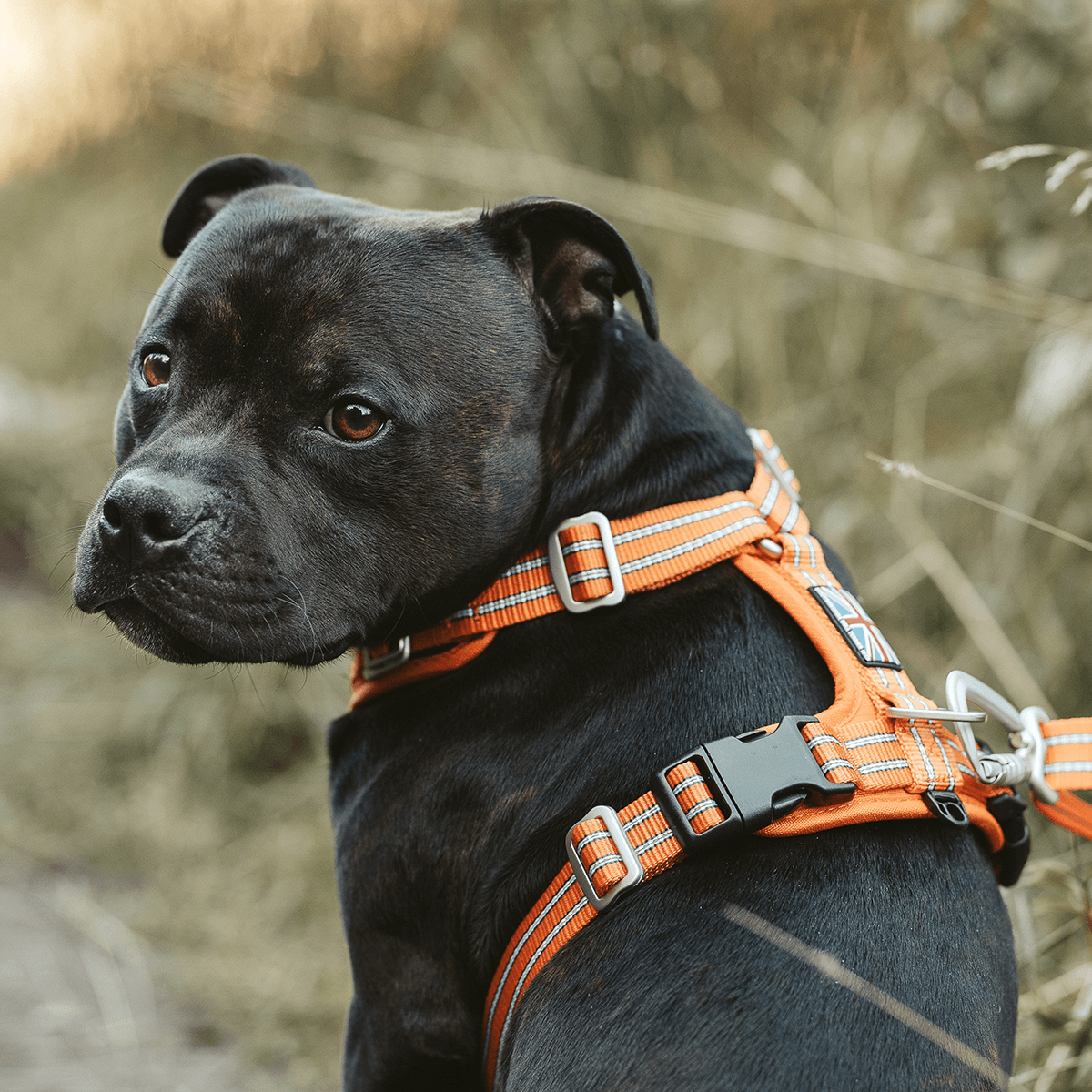 Harness Staffordshire Bull Terrier 1935®