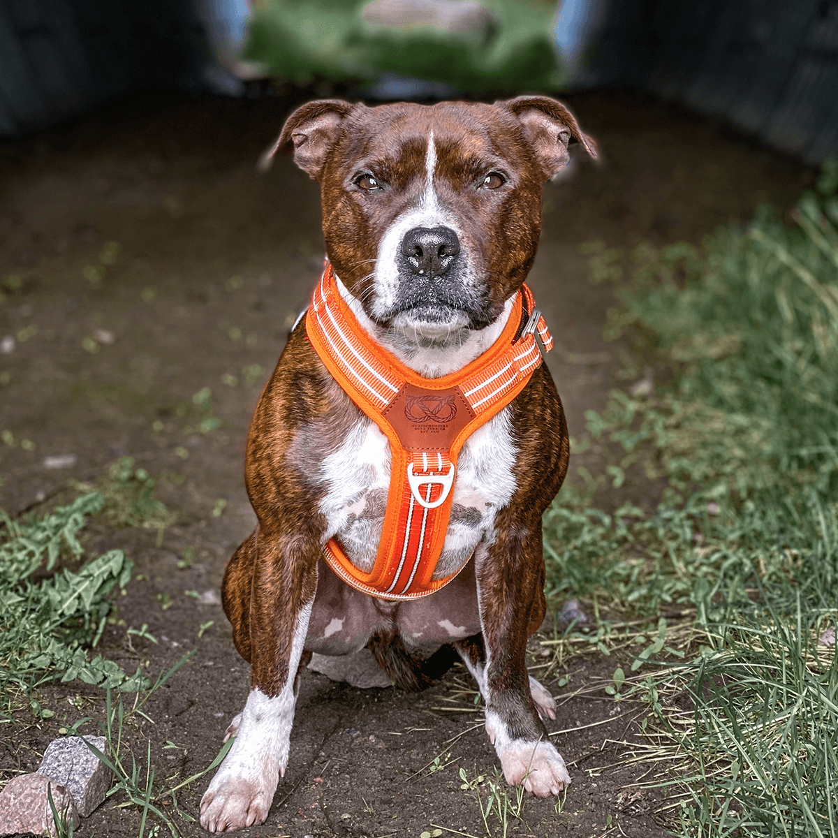 Harness Staffordshire Bull Terrier 1935®