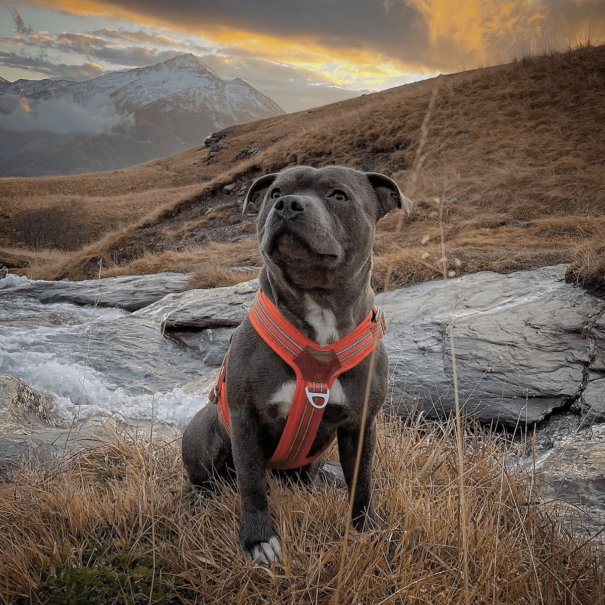 Harness Staffordshire Bull Terrier 1935®