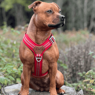 Harness Staffordshire Bull Terrier 1935®