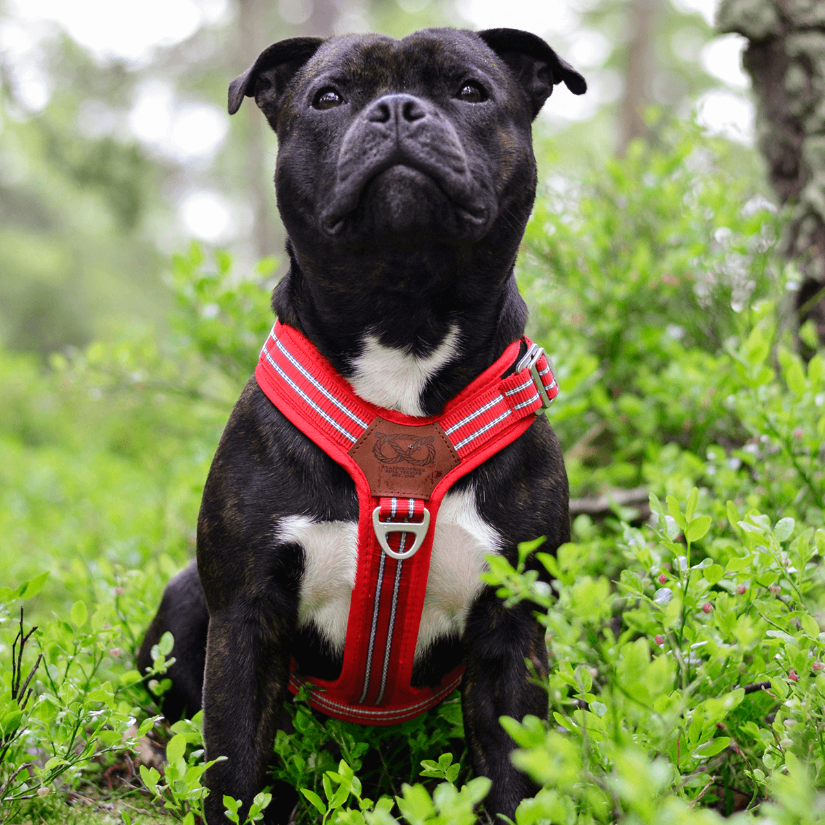 Harness Staffordshire Bull Terrier 1935®