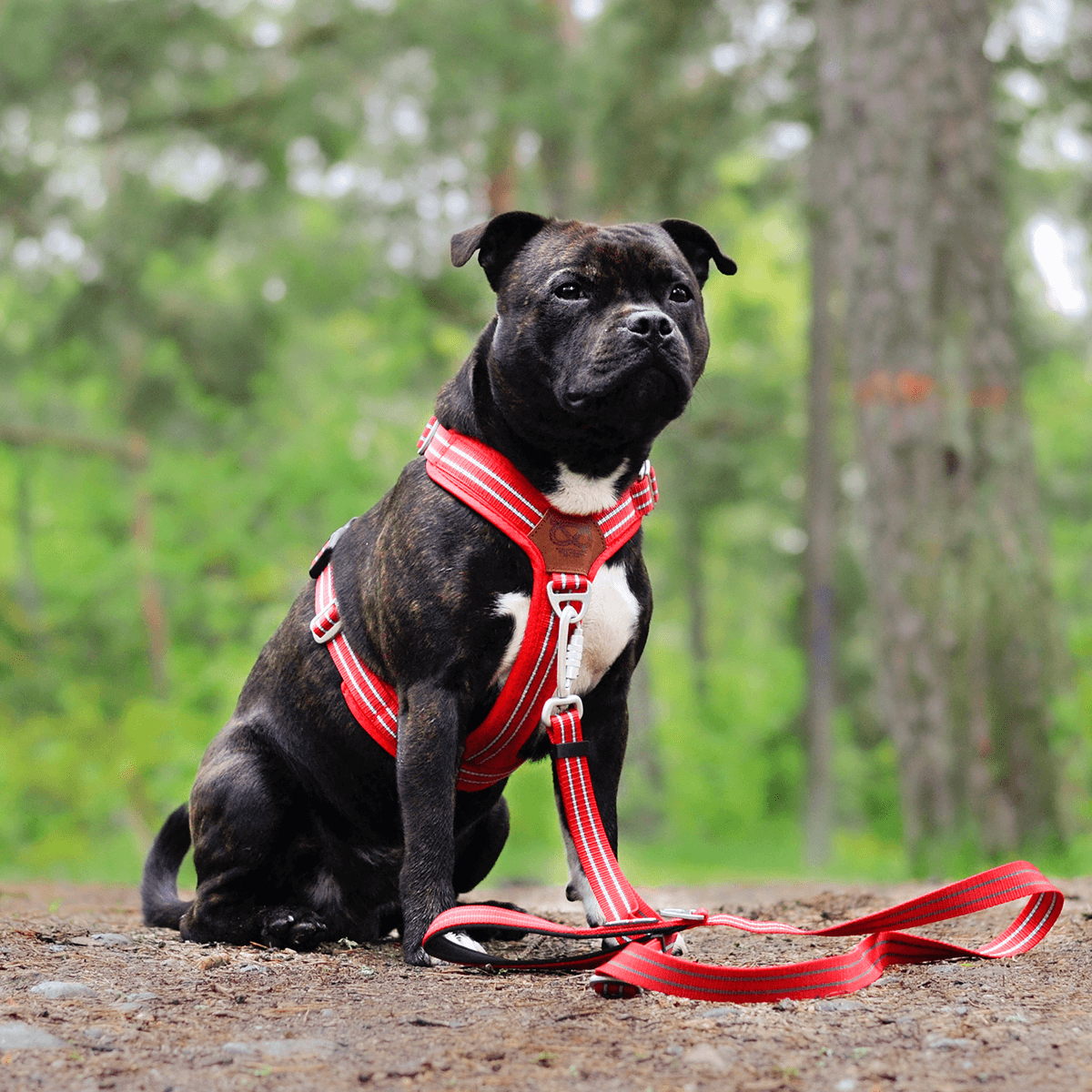 Harness Staffordshire Bull Terrier 1935®